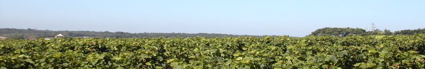 le vignoble de Domaine de la Chouette